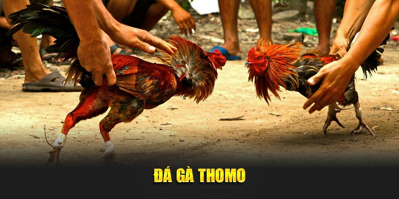 Nguyên tắc chơi đá gà Thomo chi tiết